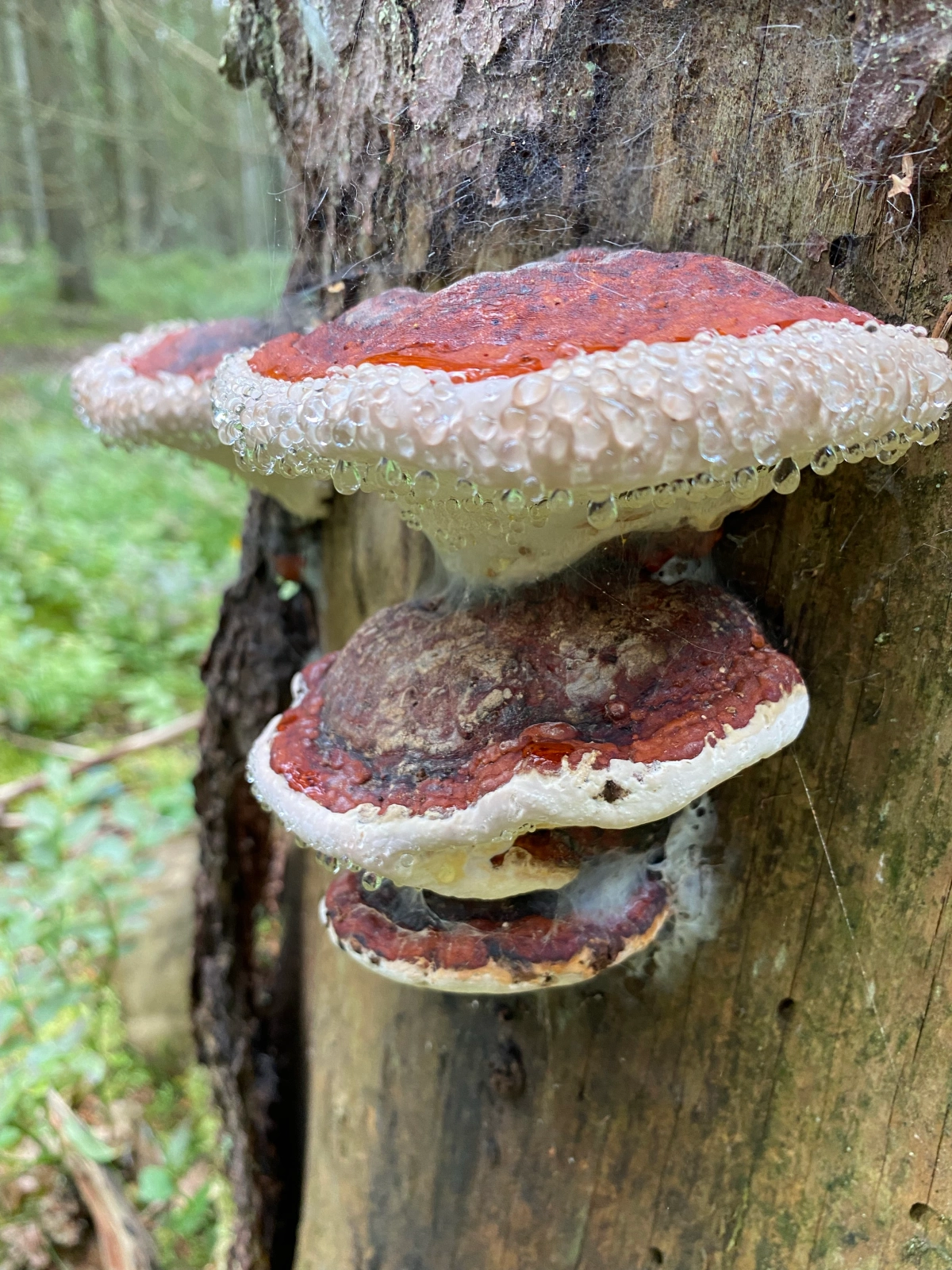 (k)einen Elch erlegt