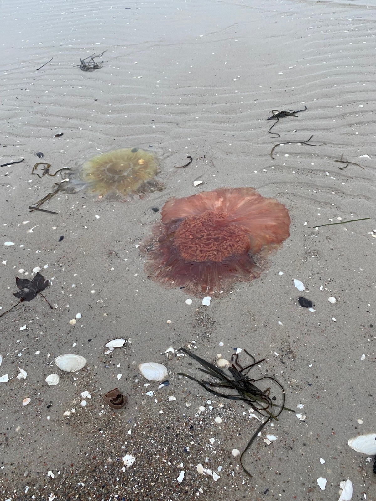 back again – Ostseewellen, CheeseCake und sonst&nbsp;nix