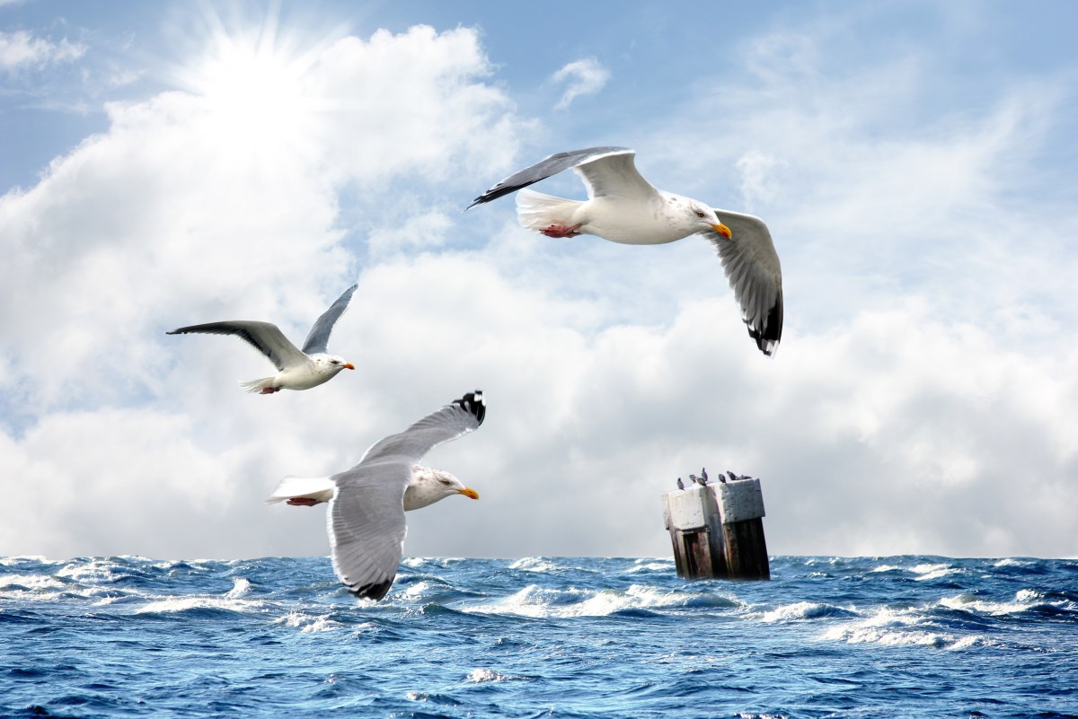 Über- Unter- und andere …raschungen auf dem&nbsp;Campingplatz